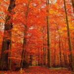 絵画風 壁紙ポスター （はがせるシール式） 鮮やかな紅葉の森 もみじ道 秋の景色 紅葉の森林浴 癒し キャラクロ KYO-024W2（ワイド版 603mm×376mm） 建築用壁紙＋耐候性塗料 インテリア